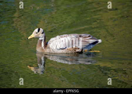 Bar-headed goose (Anser indicus) è un oca che le razze in Asia centrale in colonie di migliaia nei pressi dei laghi di montagna e inverni Foto Stock