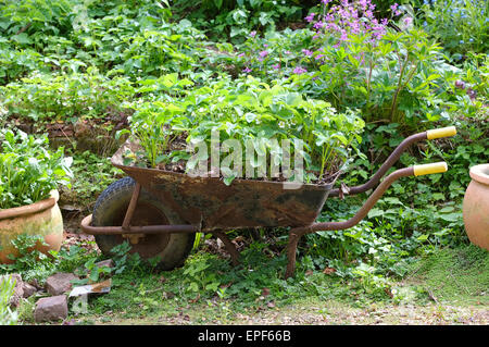 Fragola piante che crescono nel vecchio arrugginito carriola Foto Stock