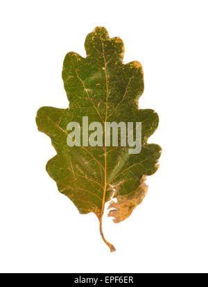 Essiccata Foglie di autunno isolati su sfondo bianco Foto Stock