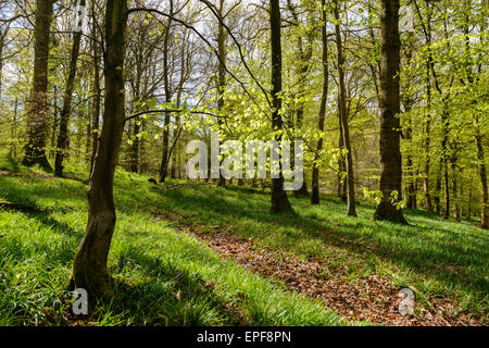 Primavera nella Foresta di Dean con nuove foglie sugli alberi e il percorso attraverso la foresta. Foto Stock