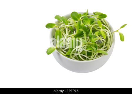 I germogli di semi di girasole in vaschetta bianca isolata su sfondo bianco e il tracciato di ritaglio Foto Stock