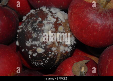 Il marcio red apple. Foto Stock