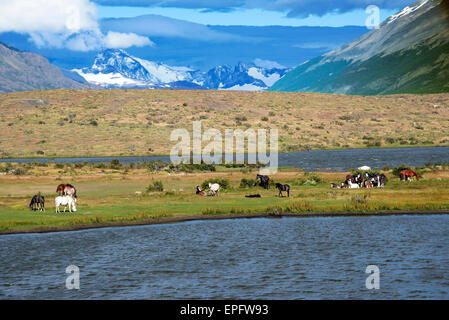 Cavalli selvaggi Patagonia Argentina Foto Stock