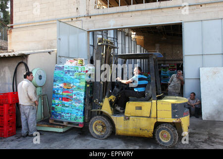 Lavoratori nella cantina di Cremisan gestito e gestito dal salesiano don Bosco Congregazione. Beit Jala vicino a Betlemme, Palestina Foto Stock