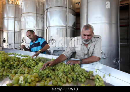 Lavoratori nella cantina di Cremisan gestito e gestito dal salesiano don Bosco Congregazione. Beit Jala vicino a Betlemme, Palestina Foto Stock