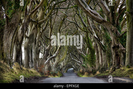 Dark Hedges Foto Stock