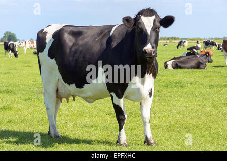 Bianco e nero vacche su terreni agricoli Foto Stock