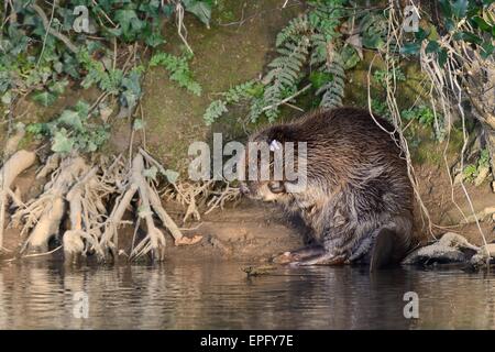 Eurasian castoro (Castor fiber) toelettatura stesso sulla banca del fiume di lontra dopo essere stato verificato per malattie e rilasciato nuovamente. Foto Stock