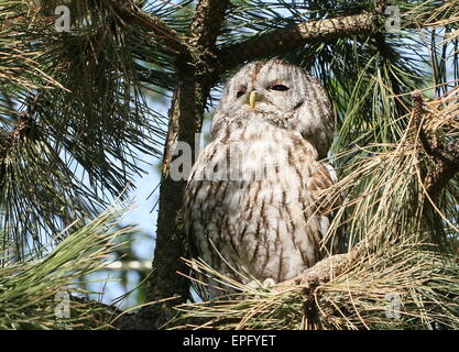 Eurasian Allocco (Strix aluco) sonnecchia il giorno lontano in una struttura ad albero Foto Stock