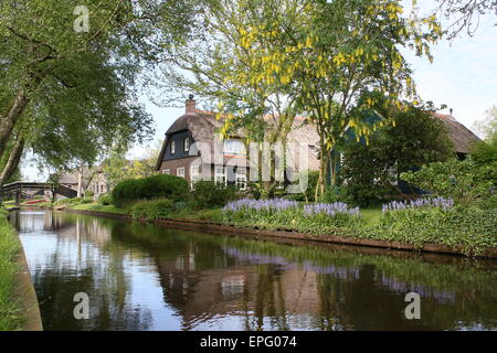 Colori di Primavera nel famoso villaggio di Giethoorn, Overijssel, Paesi Bassi Foto Stock