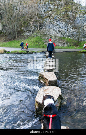 Punto di vista colpo di un turista seguita da un cane a camminare sopra le pietre miliari a Dovedale Staffordshire Derbyshire fiume frontiera Colomba England Regno Unito Foto Stock