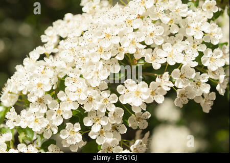 Abbondante Biancospino primavera sbocciano i fiori su albero maturo Crategus monogyna Foto Stock