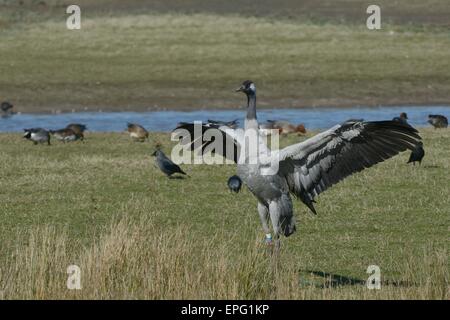 Comune / gru eurasiatica (grus grus) Wendy, rilasciato dal grande progetto di gru, alette le sue ali dopo la balneazione in una palude. Foto Stock