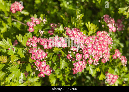 Abbondanza di rose rosa biancospino primavera sbocciano i fiori su albero maturo Crategus laevigata Foto Stock