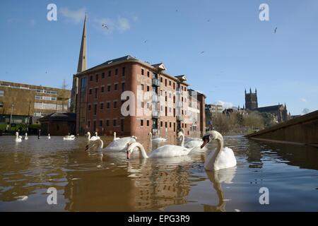 Cigni (Cygnus olor) nuotare vicino alla vecchia Cornmill in Worcester dopo il fiume Severn scoppiare le sue rive. Foto Stock