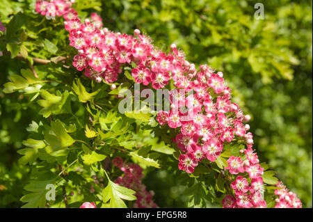 Abbondanza di rose rosa biancospino primavera sbocciano i fiori su albero maturo Crategus laevigata Foto Stock