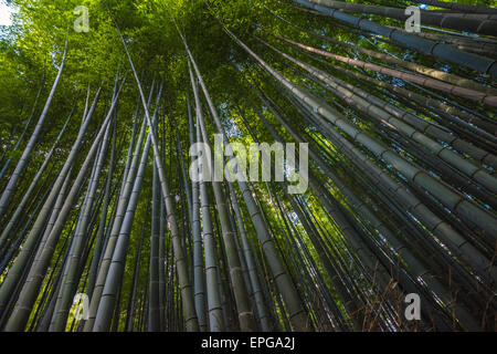 Boschetto di bambù in Arashiyama, Kyoto, Giappone Foto Stock