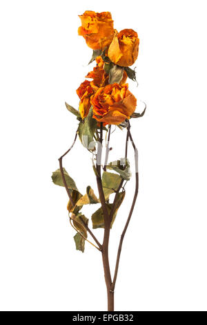 Arancione e giallo rose a secco Foto Stock