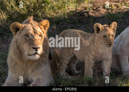 Sud Africa, Eastern Cape, a est di Londra. Inkwenkwezi Game Reserve. Giovane maschio e LION CUB (WILD: Panthera leo) Foto Stock