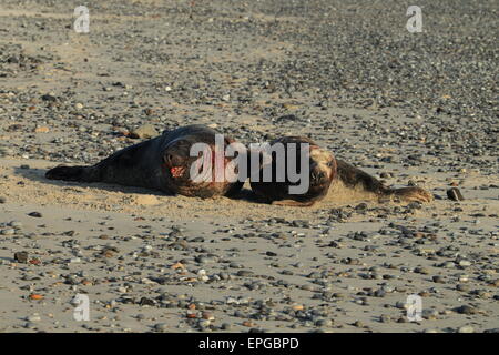 Guarnizione grigio Helgoland Germania Foto Stock