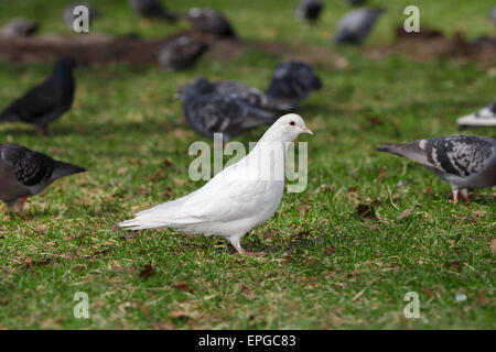 La bambina spaventa i piccioni divertente estate gioco. Ecologia, corre  sull'erba nel parco della città all'aperto, stile di vita Foto stock - Alamy