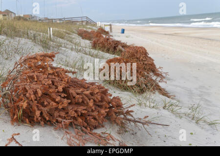 Alberi di Natale la linea della spiaggia per prevenire fenomeni di erosione come il vento li copre con sabbia li trasformi in dune di sabbia Foto Stock