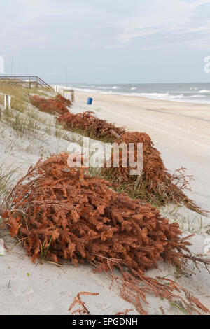 Alberi di Natale la linea della spiaggia per prevenire fenomeni di erosione come il vento li copre con sabbia li trasformi in dune di sabbia Foto Stock