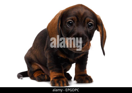 Cucciolo di bassotto Foto Stock