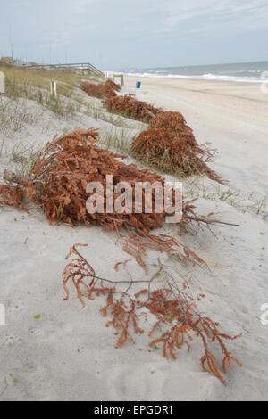 Alberi di Natale la linea della spiaggia per prevenire fenomeni di erosione come il vento li copre con sabbia li trasformi in dune di sabbia Foto Stock