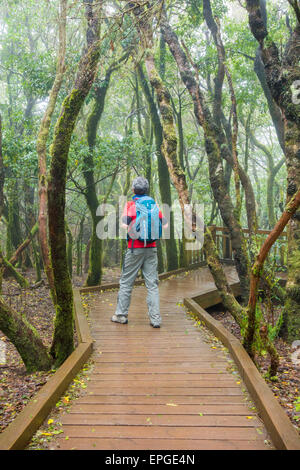 Sendero de los Sentidos (sentiero dei sensi) passerella attraverso di Laurisilva in Anaga parco rurale a Tenerife, Isole Canarie. Foto Stock