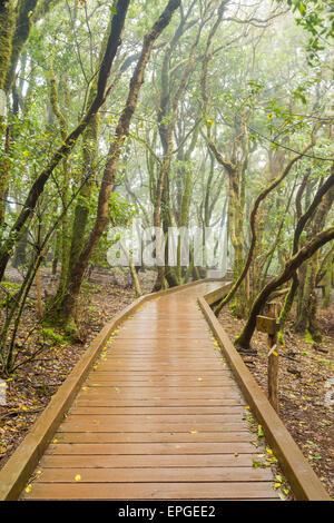 Sendero de los Sentidos (sentiero dei sensi) passerella attraverso di Laurisilva in Anaga parco rurale a Tenerife, Isole Canarie Foto Stock