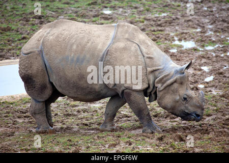 Vista del paesaggio di un rinoceronte indiano in un campo fangoso Foto Stock