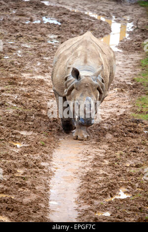 Un giovane il rinoceronte indiano camminando per un sentiero fangoso Foto Stock