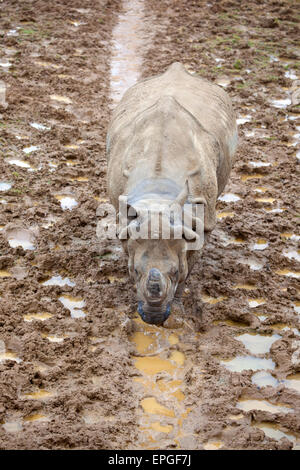 Un giovane il rinoceronte indiano camminando per un sentiero fangoso Foto Stock