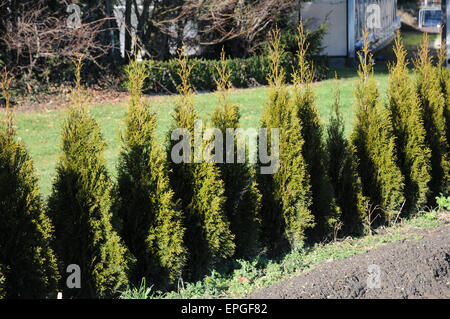 Thuja occidentalis Smaragd, hedge Foto Stock