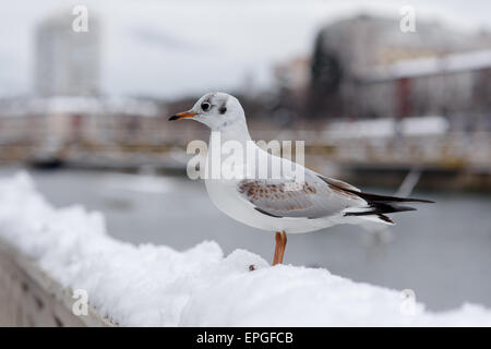 Gabbiano in neve Foto Stock