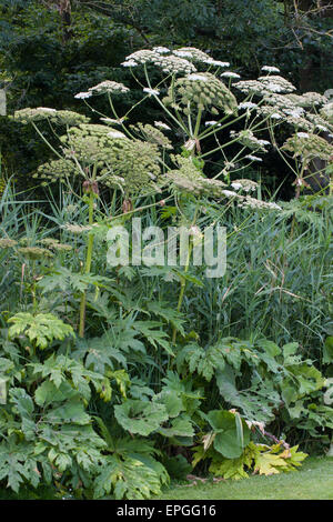 Giant hogweed, mucca gigante pastinaca, Riesen-Bärenklau, Riesenbärenklau, Herkulesstaude, Heracleum mantegazzianum, H. giganteum Foto Stock