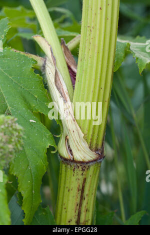 Giant hogweed, mucca gigante pastinaca, Riesen-Bärenklau, Riesenbärenklau, Herkulesstaude, Heracleum mantegazzianum, H. giganteum Foto Stock