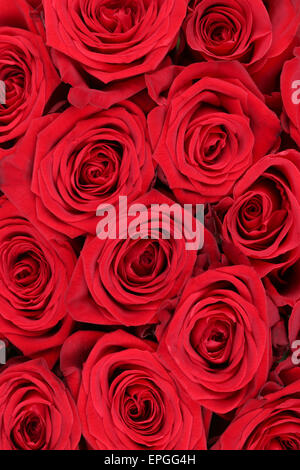 Hintergrund rote Rosen Blumen zum Geburtstag, oder Valentinstag Muttertag Foto Stock