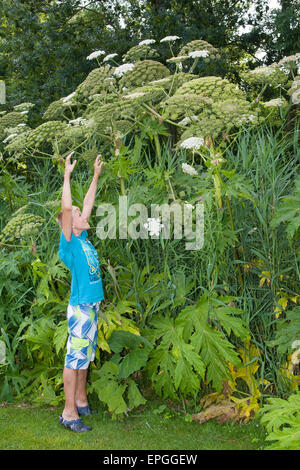 Giant hogweed, mucca gigante pastinaca, Riesen-Bärenklau, Riesenbärenklau, Herkulesstaude, Heracleum mantegazzianum, H. giganteum Foto Stock