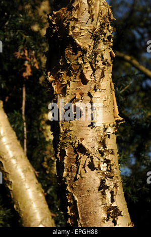 Yellow birch Foto Stock