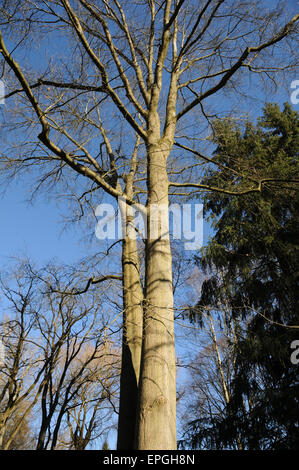 Quercia di pin Foto Stock