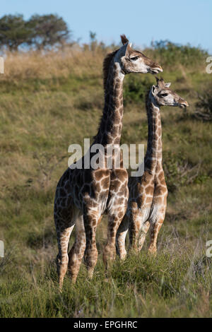 Sud Africa, Eastern Cape, a est di Londra. Inkwenkwezi Game Reserve. Giraffe (Wild: Giraffa camelopardalis) in habitat prativi. Foto Stock