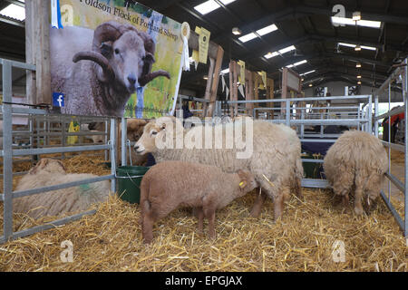 Portland pecore di razza rara pecora e agnello in esposizione presso il Royal Welsh Festival di Primavera in maggio 2015 Foto Stock