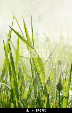 Fiori di prato verde erba sotto la pioggia o sprinkler scende, la luce solare, abstact sfondo naturale. Foto Stock