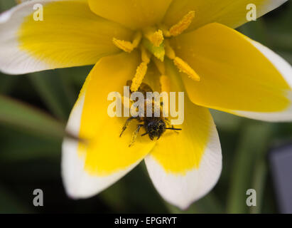 Tulipa tarda o tardi tulip, giallo e bianco visitato da un bumblebee nel giardino botanico dell'Università di Oslo, Norvegia Foto Stock