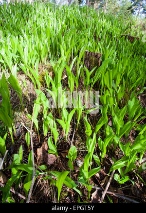 Il giglio della valle giovani germogli (convallaria majalis) Foto Stock