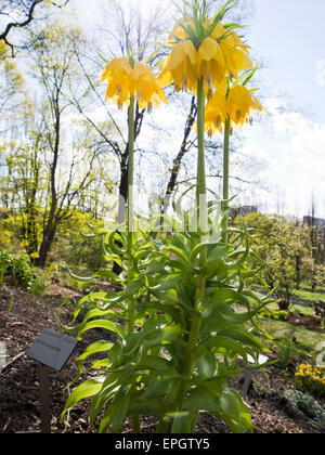 Un giallo imperialis fritillaria, corona imperiale, fiorente nel luminoso sole di primavera nel giardino botanico di Oslo Norvegia Foto Stock