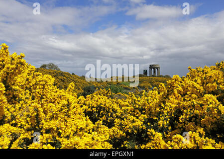 Vista attraverso le ginestre sul comune alle torri d'acqua a Southwold, Suffolk, Inghilterra, Regno Unito Foto Stock