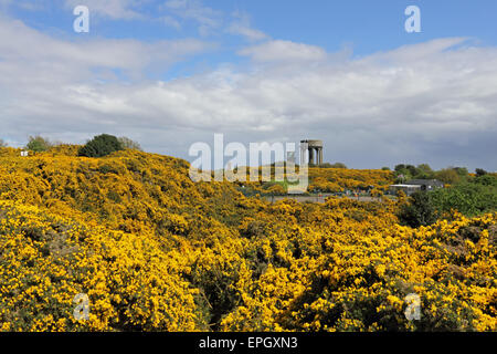 Vista attraverso le ginestre sul comune alle torri d'acqua a Southwold, Suffolk, Inghilterra, Regno Unito Foto Stock